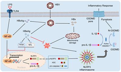 The role of inflammasome in chronic viral hepatitis